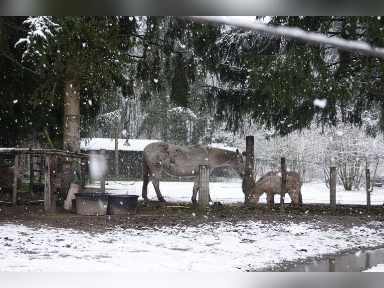 Appaloosa Mix Wallach 16 Jahre 153 cm Tigerschecke in De Heurne