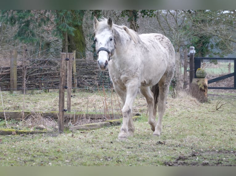 Appaloosa Mix Wallach 16 Jahre 153 cm Tigerschecke in De Heurne