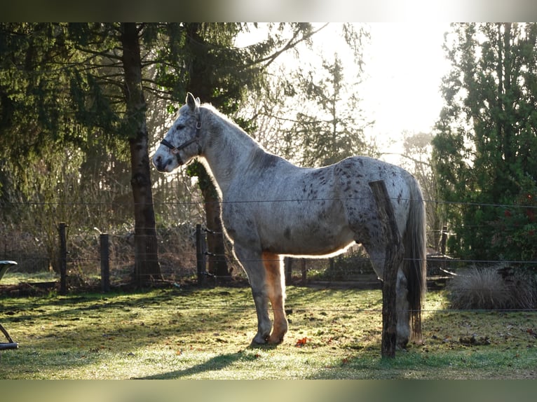 Appaloosa Mix Wallach 16 Jahre 153 cm Tigerschecke in De Heurne