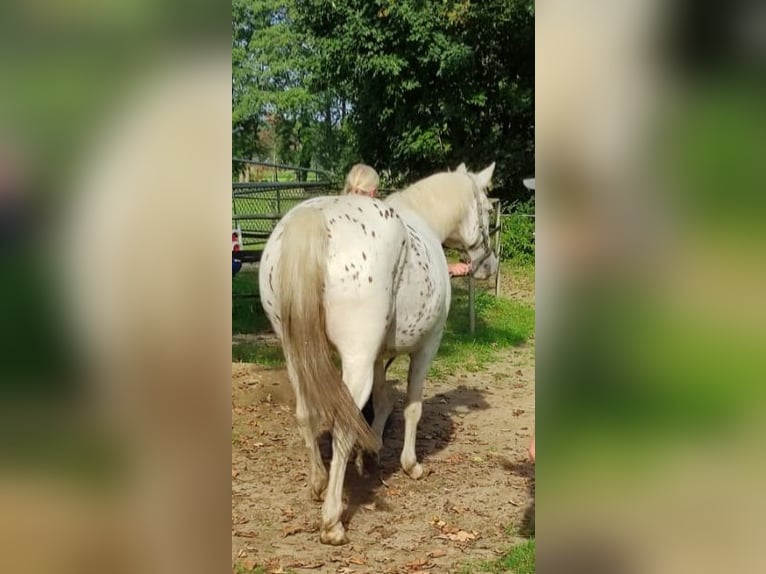 Appaloosa Mix Wallach 16 Jahre 153 cm Tigerschecke in De Heurne