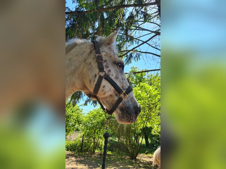 Appaloosa Mix Wallach 16 Jahre 153 cm Tigerschecke in De Heurne