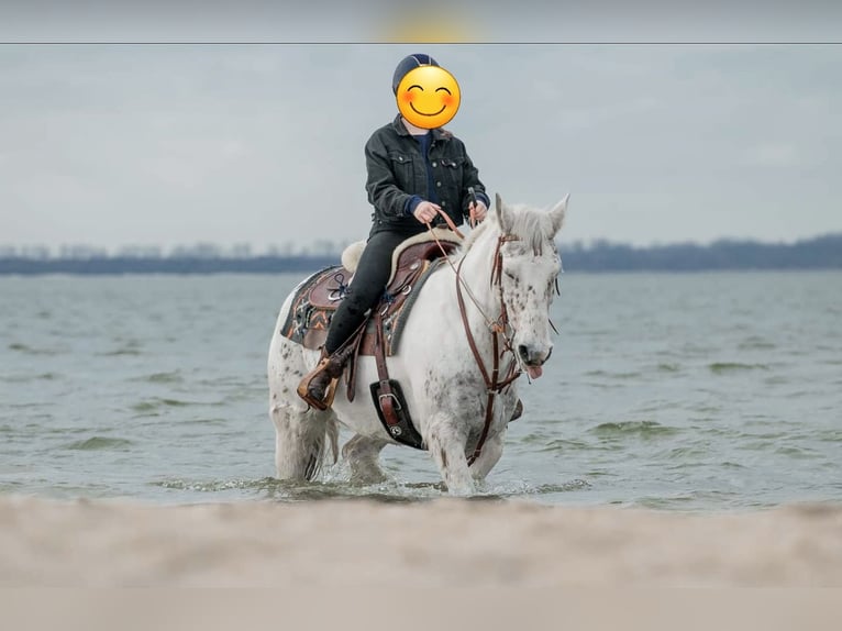 Appaloosa Mix Wallach 16 Jahre 153 cm Tigerschecke in De Heurne
