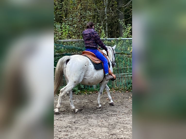 Appaloosa Mix Wallach 16 Jahre 154 cm Tigerschecke in PollingPolling
