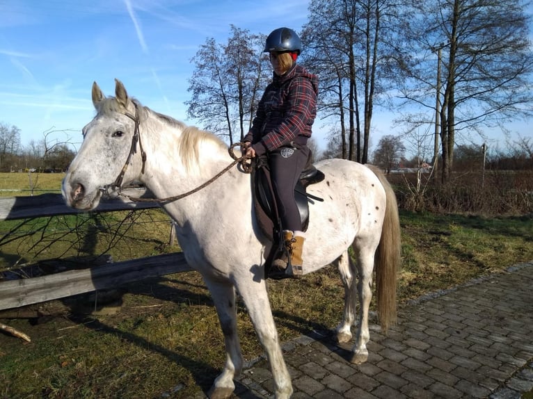 Appaloosa Mix Wallach 16 Jahre 154 cm Tigerschecke in PollingPolling