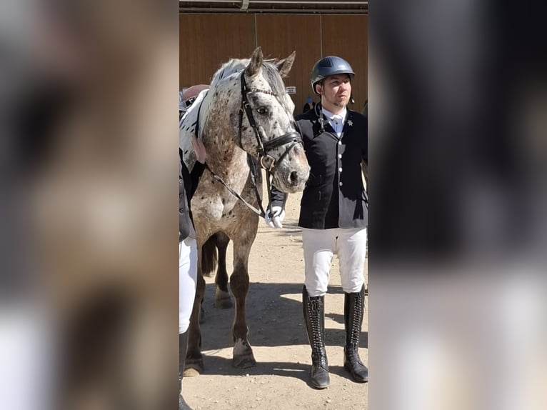 Appaloosa Mix Wallach 16 Jahre 160 cm Tigerschecke in Leutenbach