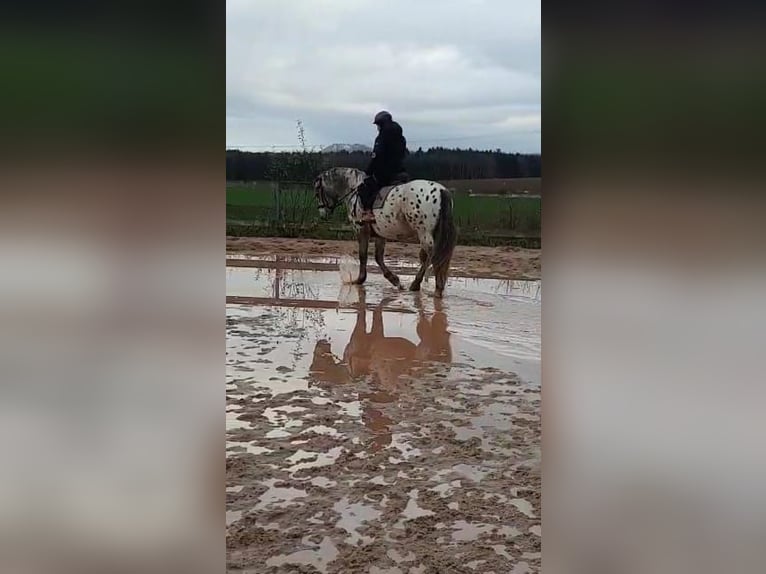 Appaloosa Mix Wallach 16 Jahre 160 cm Tigerschecke in Leutenbach