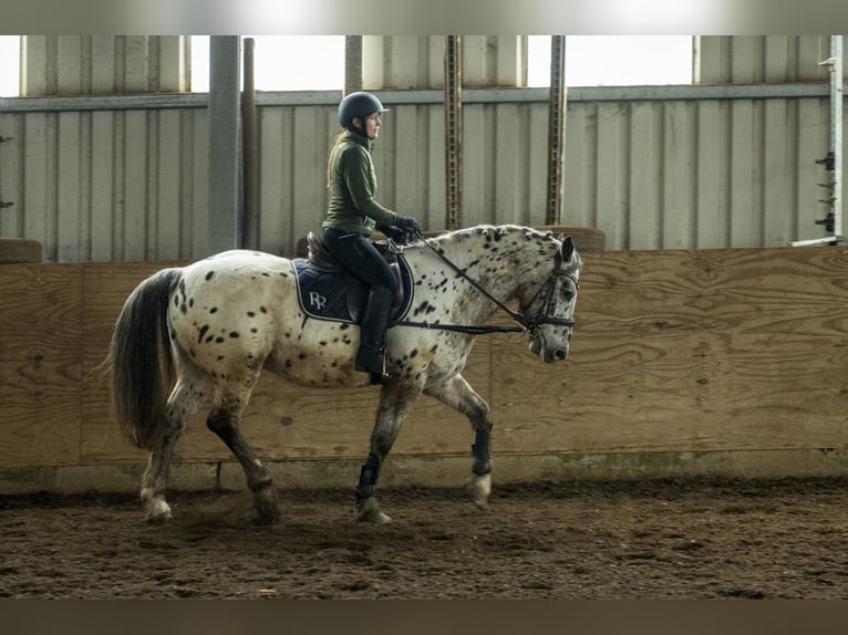 Appaloosa Mix Wallach 16 Jahre 160 cm Tigerschecke in Leutenbach
