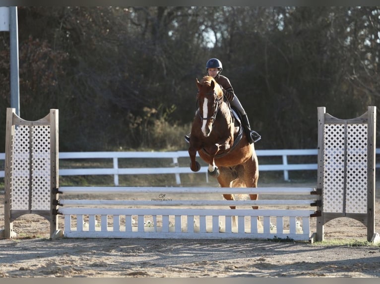 Appaloosa Wallach 16 Jahre 173 cm Dunkelfuchs in Cleburne