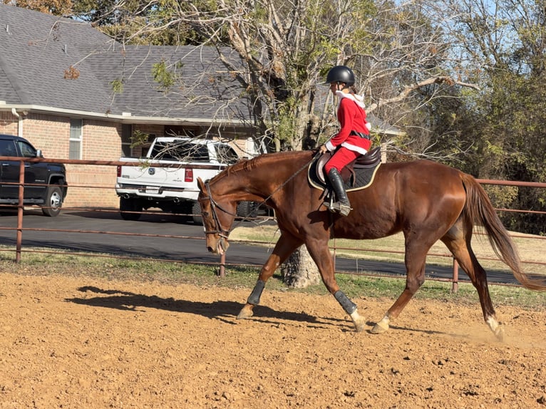 Appaloosa Wallach 16 Jahre 173 cm Dunkelfuchs in Cleburne