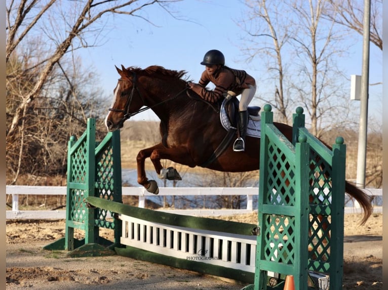Appaloosa Wallach 16 Jahre 173 cm Dunkelfuchs in Cleburne