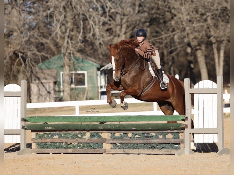 Appaloosa Wallach 16 Jahre 173 cm Dunkelfuchs in Cleburne