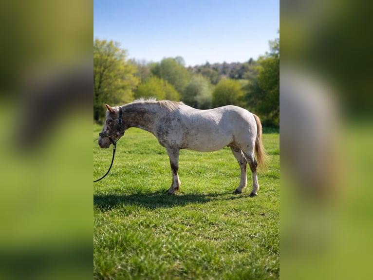 Appaloosa Wallach 16 Jahre Fliegenschimmel in Appiano Gentile