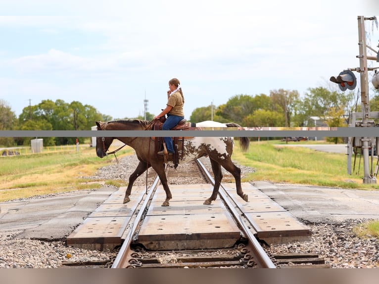 Appaloosa Wallach 16 Jahre  in Terrell