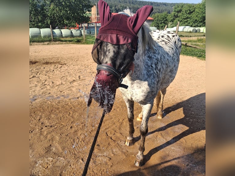 Appaloosa Wallach 17 Jahre 138 cm Tigerschecke in Burghaslach