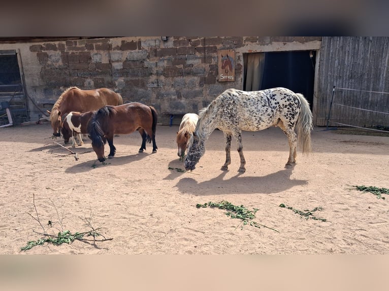 Appaloosa Wallach 17 Jahre 138 cm Tigerschecke in Burghaslach