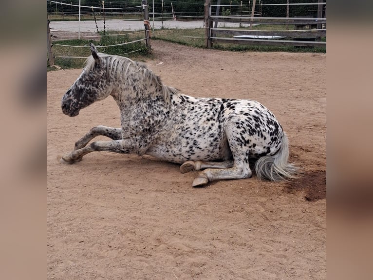 Appaloosa Wallach 17 Jahre 138 cm Tigerschecke in Burghaslach