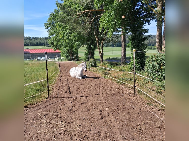 Appaloosa Wallach 17 Jahre 138 cm Tigerschecke in Burghaslach