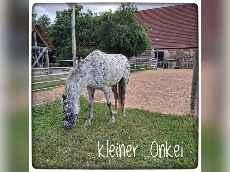 Appaloosa Wallach 17 Jahre 138 cm Tigerschecke in Burghaslach