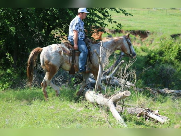 Appaloosa Wallach 17 Jahre 157 cm Rotfuchs in Poolville