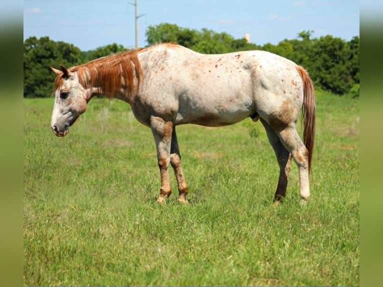 Appaloosa Wallach 17 Jahre 157 cm Rotfuchs in Poolville