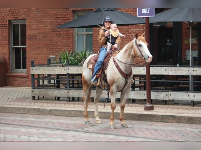 Appaloosa Wallach 17 Jahre 157 cm Rotfuchs in Poolville