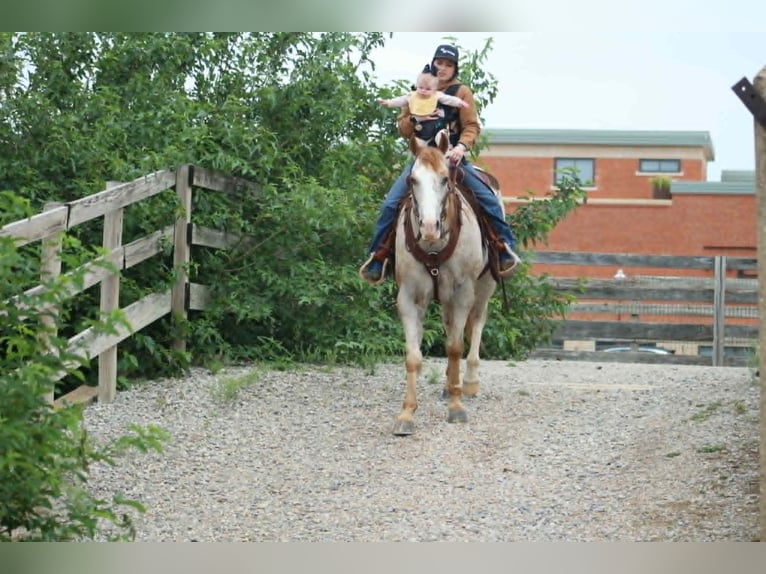 Appaloosa Wallach 17 Jahre 157 cm Rotfuchs in Poolville