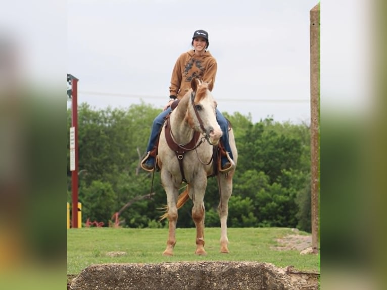 Appaloosa Wallach 17 Jahre 157 cm Rotfuchs in Poolville