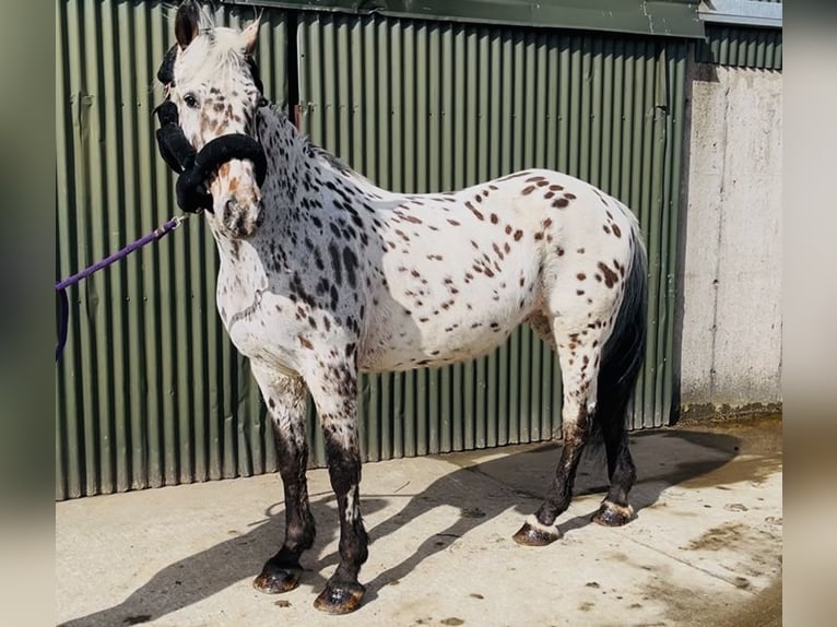Appaloosa Wallach 17 Jahre 165 cm Tigerschecke in Sligo