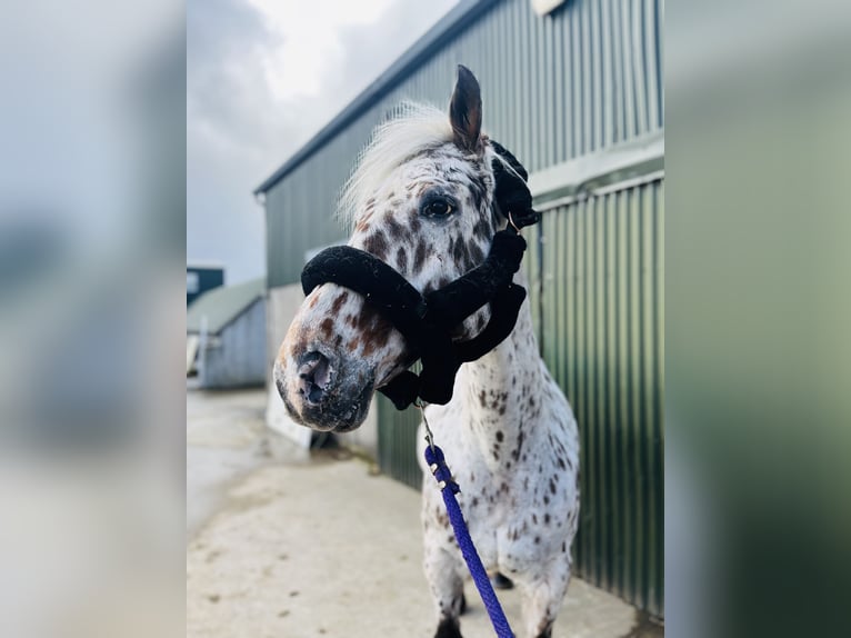 Appaloosa Wallach 17 Jahre 165 cm Tigerschecke in Sligo