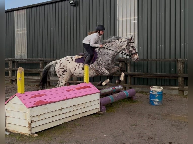 Appaloosa Wallach 17 Jahre 165 cm Tigerschecke in Sligo
