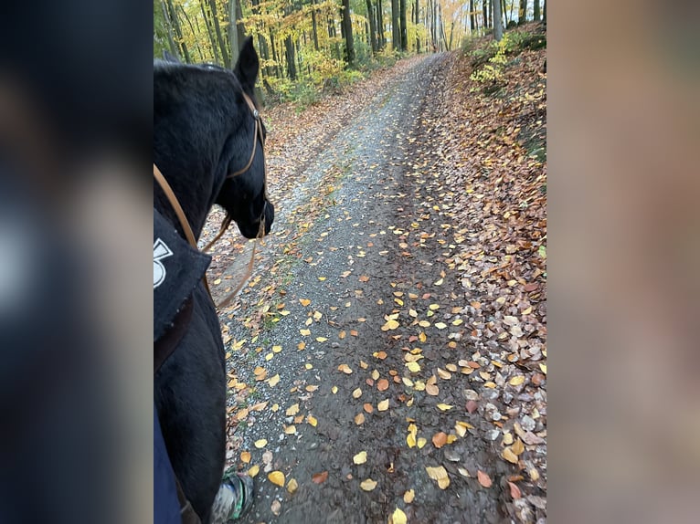 Appaloosa Wallach 18 Jahre 155 cm in Plettenberg