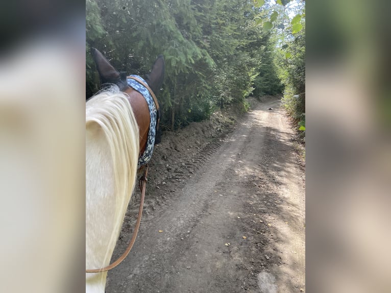 Appaloosa Wallach 18 Jahre 155 cm in Plettenberg