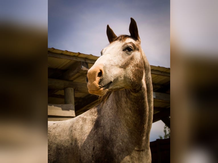 Appaloosa Wallach 19 Jahre 155 cm Roan-Red in Viereth-Trunstadt
