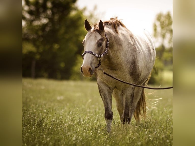 Appaloosa Wallach 19 Jahre 155 cm Roan-Red in Viereth-Trunstadt