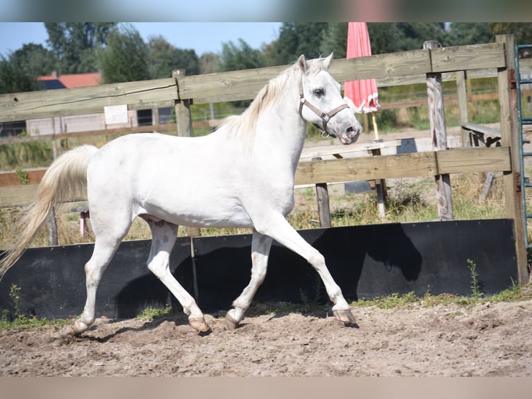 Appaloosa Wallach 19 Jahre  in Achtmaal