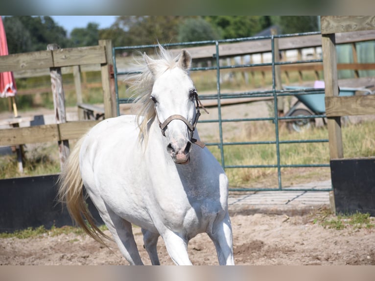 Appaloosa Wallach 19 Jahre  in Achtmaal