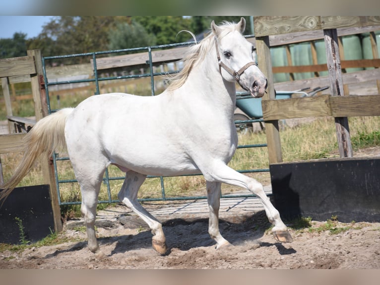 Appaloosa Wallach 19 Jahre  in Achtmaal