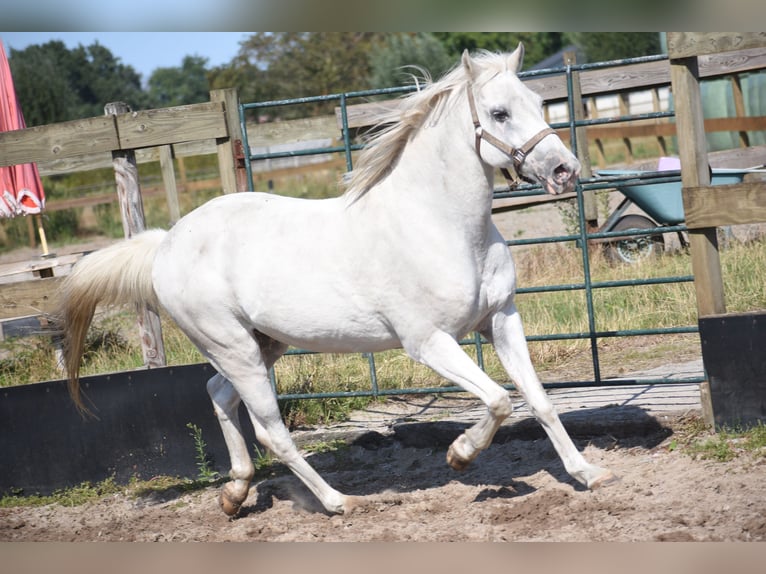Appaloosa Wallach 19 Jahre  in Achtmaal