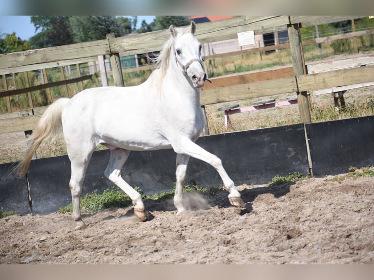 Appaloosa Wallach 19 Jahre  in Achtmaal