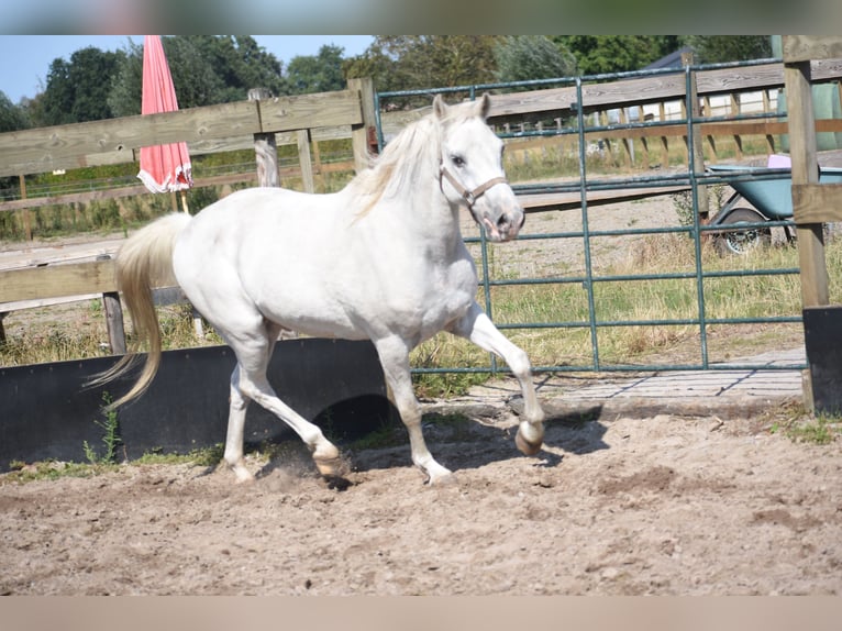 Appaloosa Wallach 19 Jahre  in Achtmaal