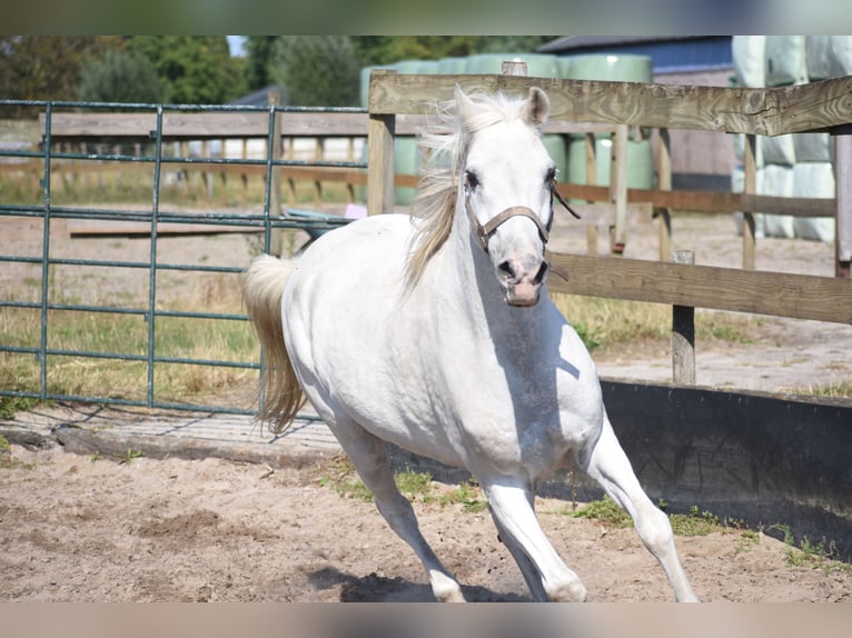 Appaloosa Wallach 19 Jahre  in Achtmaal