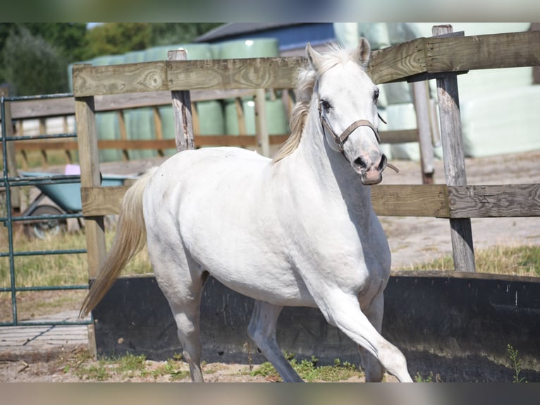 Appaloosa Wallach 19 Jahre  in Achtmaal