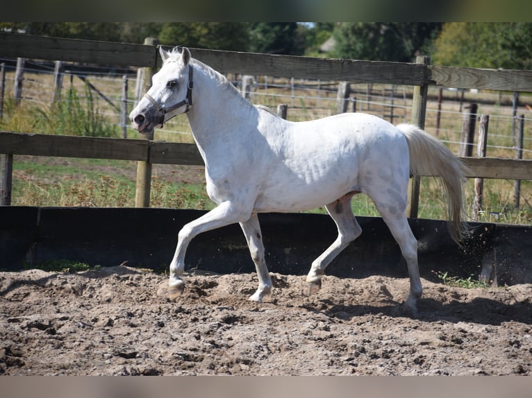 Appaloosa Wallach 19 Jahre  in Achtmaal