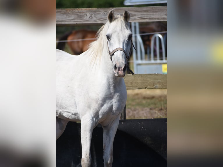 Appaloosa Wallach 19 Jahre  in Achtmaal