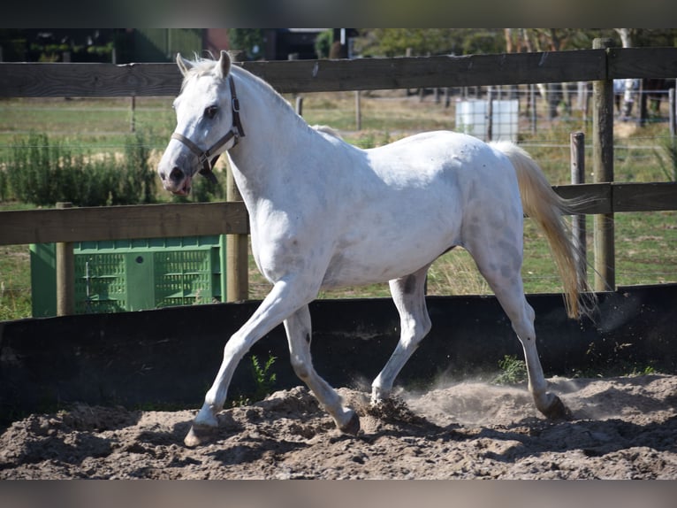 Appaloosa Wallach 19 Jahre  in Achtmaal