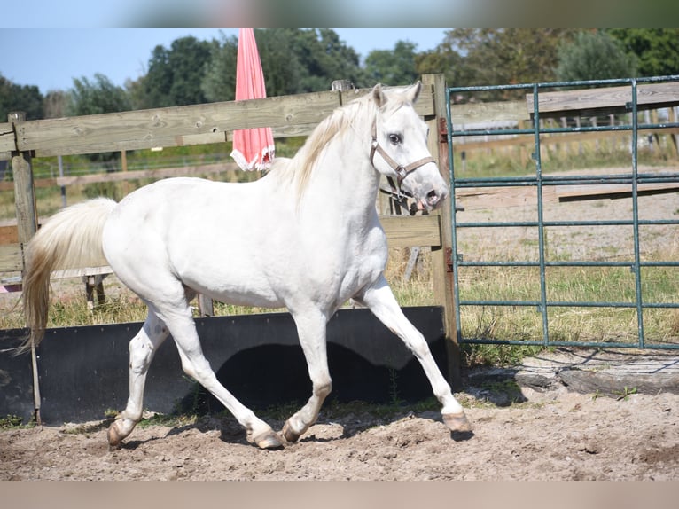 Appaloosa Wallach 19 Jahre  in Achtmaal