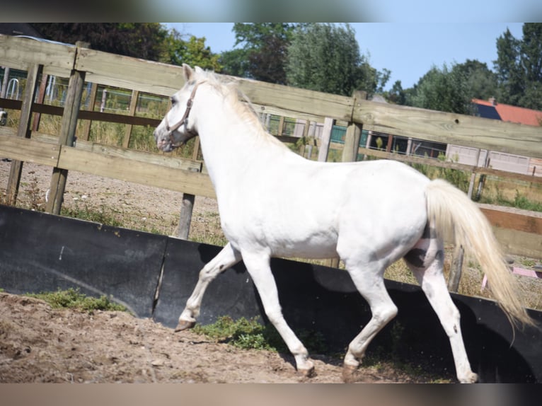 Appaloosa Wallach 19 Jahre  in Achtmaal