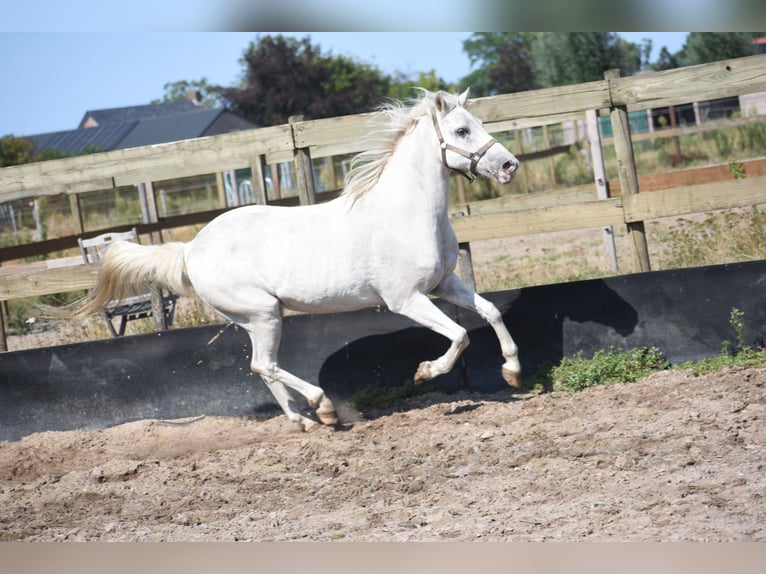 Appaloosa Wallach 19 Jahre  in Achtmaal