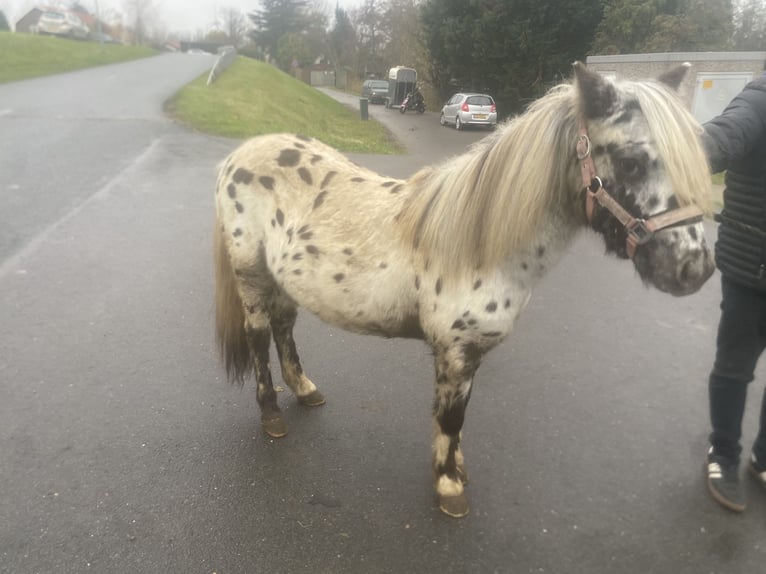 Appaloosa Wallach 1 Jahr 110 cm Tigerschecke in Strijen