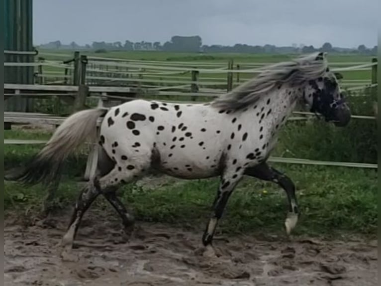 Appaloosa Wallach 1 Jahr 125 cm Tigerschecke in Spijk
